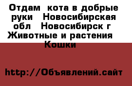 Отдам  кота в добрые руки - Новосибирская обл., Новосибирск г. Животные и растения » Кошки   